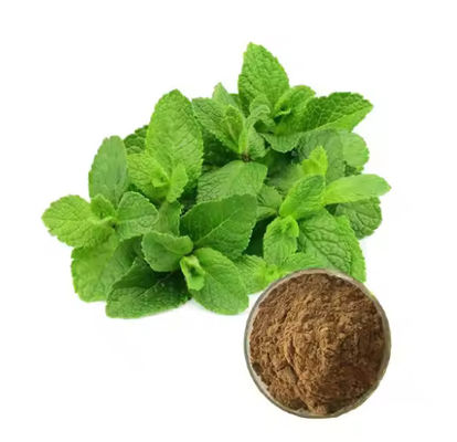 Ingrediente medicinale Estratto di menta di pianta di menta, aroma naturale CAS NO 90063-97-1