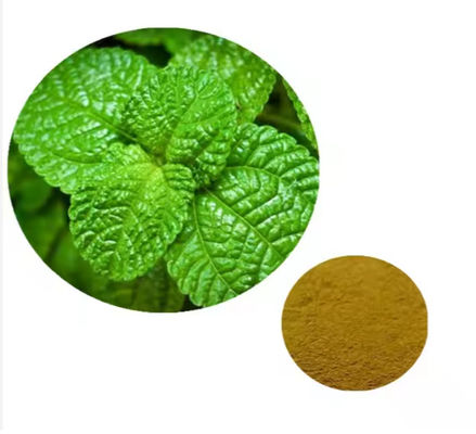 Ingrediente medicinale Estratto di menta di pianta di menta, aroma naturale CAS NO 90063-97-1