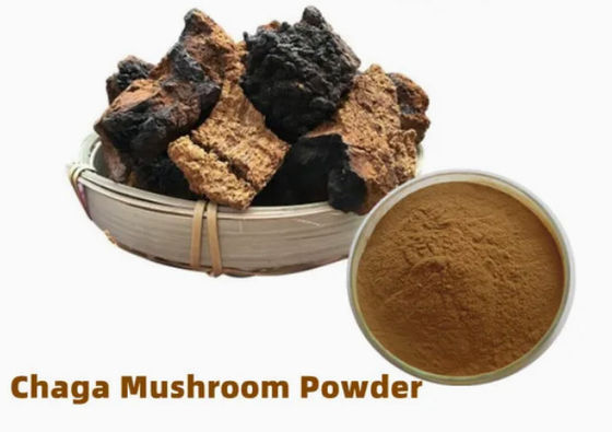 Polisaccaridi naturali da 10% a 50% Estratto di Chaga Estratto in polvere CAS 84650-60-9