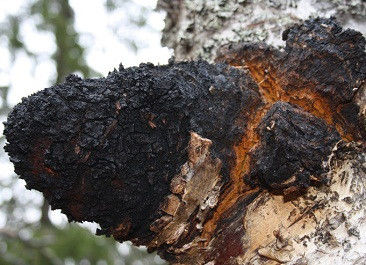 Polisaccaridi naturali da 10% a 50% Estratto di Chaga Estratto in polvere CAS 84650-60-9