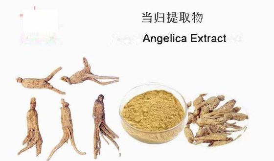 Estratto di medicina cinese Materia prima Estratto di angelica CAS NO 84775-41-7 Salute