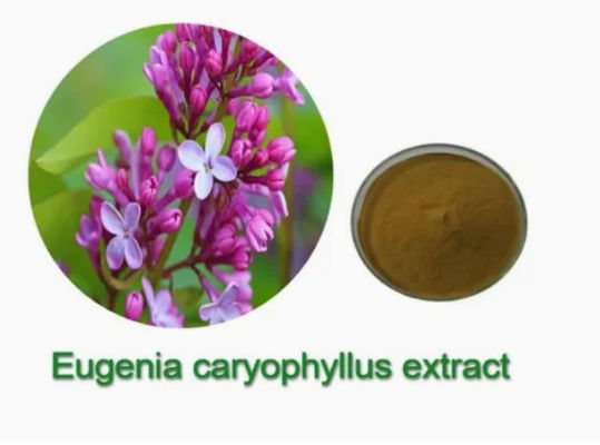 Estratto di Eugenia Caryophyllus CAS NO 84961-50-2 Prodotti per la salute nutrizionale