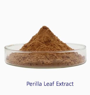 Estratto naturale di foglie di perilla organica CAS NO 90082-61-4 Erbe annuali in polvere