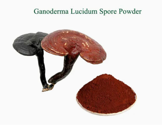 Erboristeria Ganoderma Lucidum Spore Powder CAS NO 223751-82-4 Naturale Organico