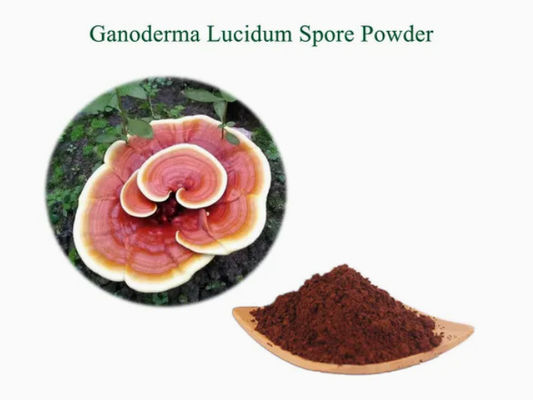 Erboristeria Ganoderma Lucidum Spore Powder CAS NO 223751-82-4 Naturale Organico
