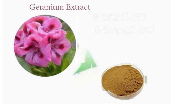 Estratto di geranio in polvere di qualità alimentare organico CAS NO 8000-46-2 Pelargonium Hortorum