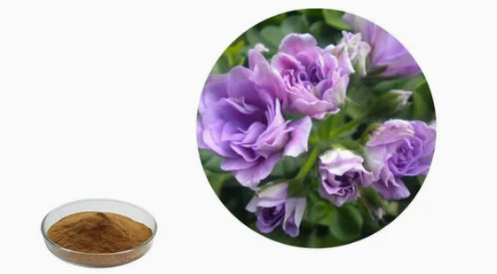 Estratto di geranio in polvere di qualità alimentare organico CAS NO 8000-46-2 Pelargonium Hortorum
