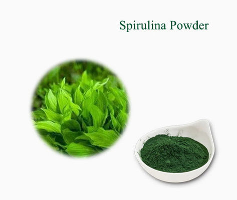 Estratti vegetali Supplemento sanitario Spirulina CAS NO 724424-92-4 Polvere di alghe verdi