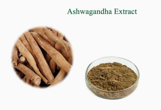 Estratto di erbe Ashwagandha Estratti ayurvedici CAS NO 90147-43-6 5% Withanolide in polvere