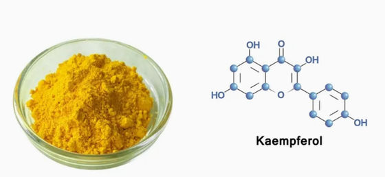 Supplemento sanitario Kaempferol in polvere Estratto di Galanga CAS 520-18-3 Natura pura
